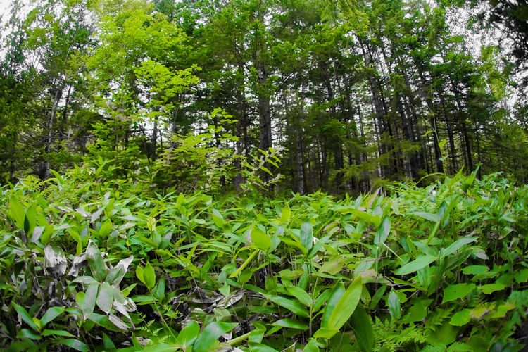 plant