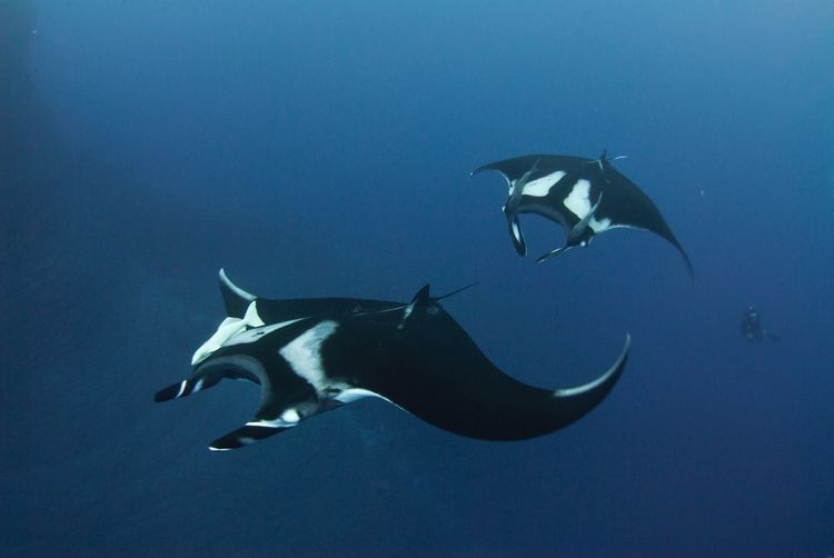 Manta rays swimming undersea