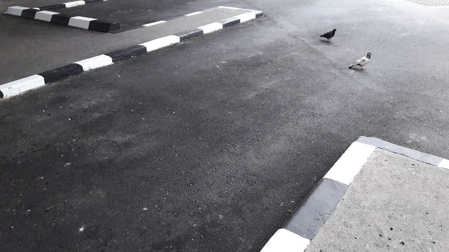 An empty parking space with pigeon coming for a walk.
