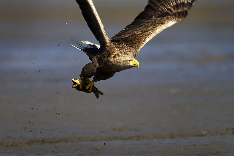 The white-tailed eagle in flight with a caught fish, crna mlaka fishpond