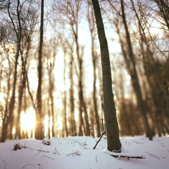 Bare trees in forest during winter
