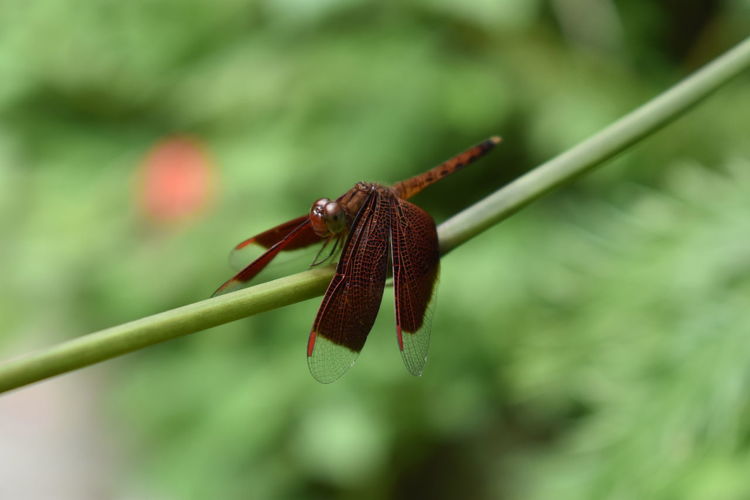 Close-up of dragonfly on leaf