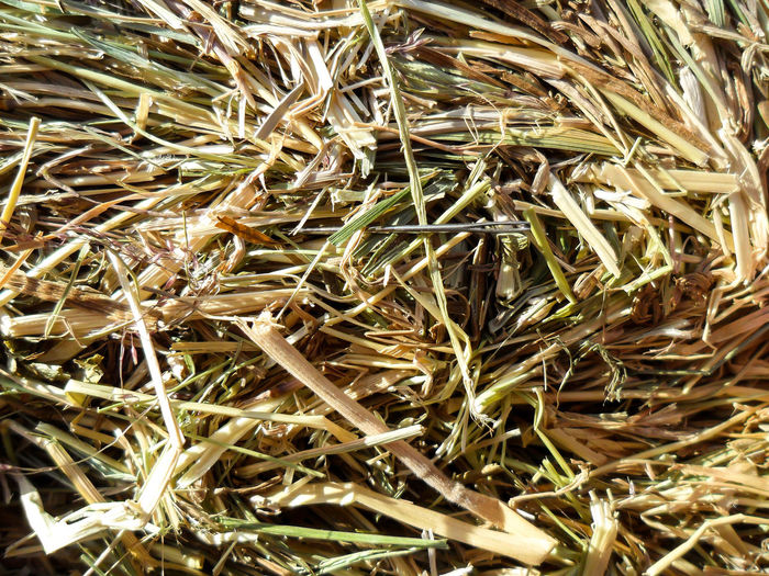 Full frame shot of dry grass