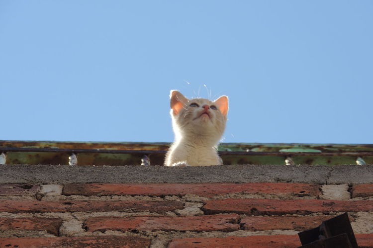 Low angle view of cat on retaining wall against clear blue sky