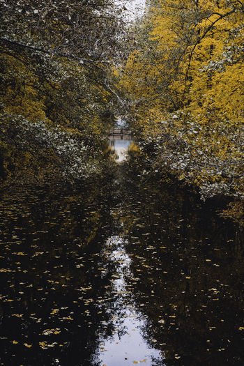 Reflection of trees in puddle