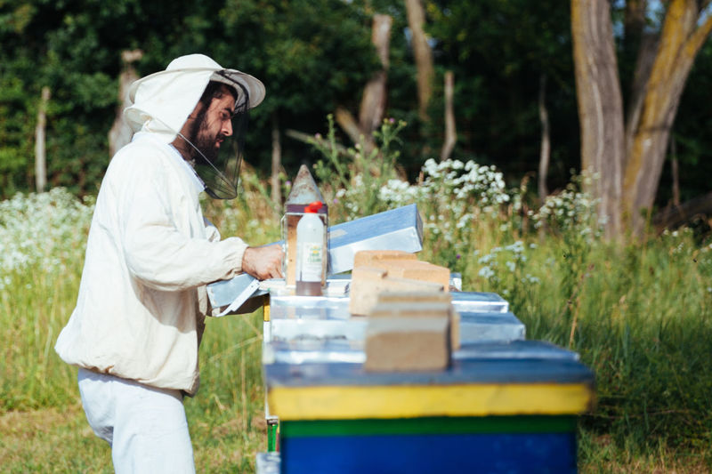 Side view of beekeeper examining beehive on land