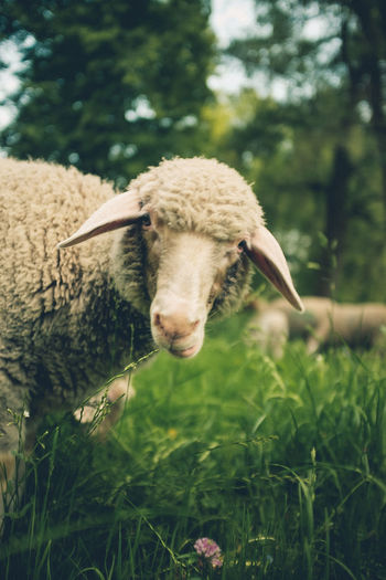 Sheep eating grass pt1