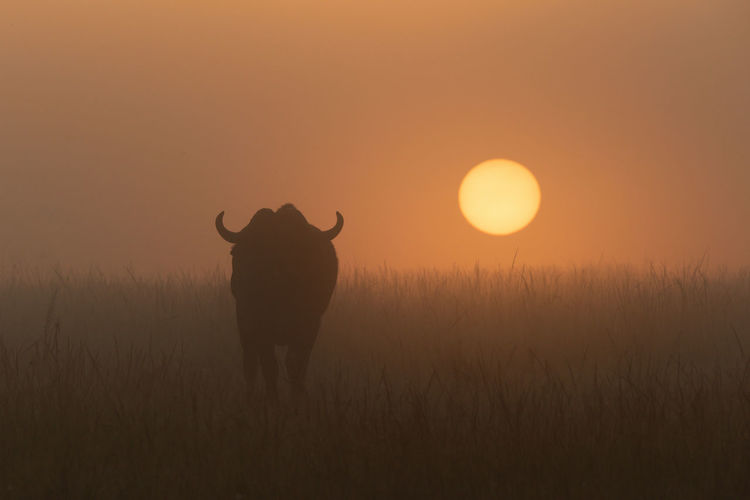 Cape buffalo in grass during misty sunrise