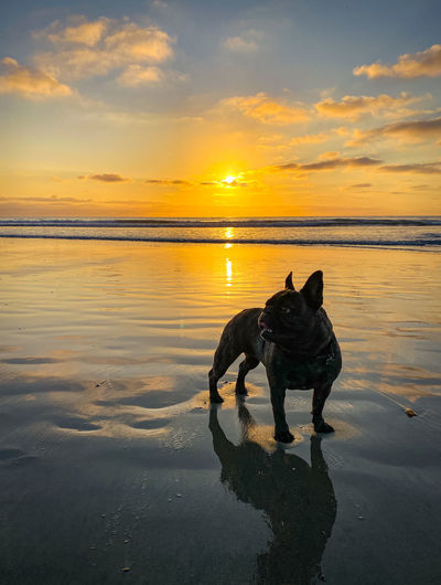 View of dog on beach against sunset sky