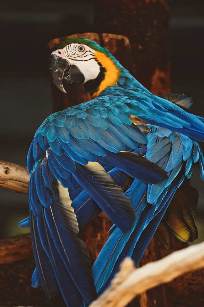 blue parrot 650