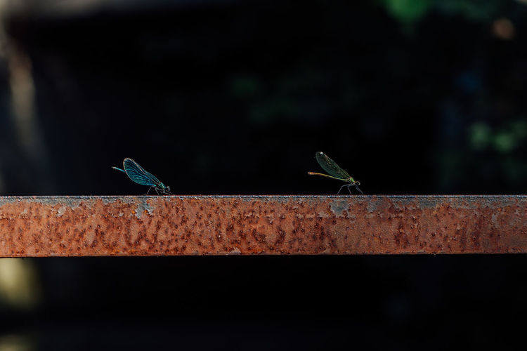 Two dragonflies on rusty metal rod
