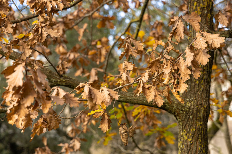 Close-up of autumn leaves on tree trunk