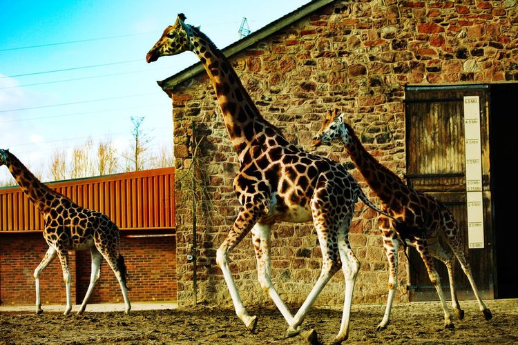 Giraffe standing in a house