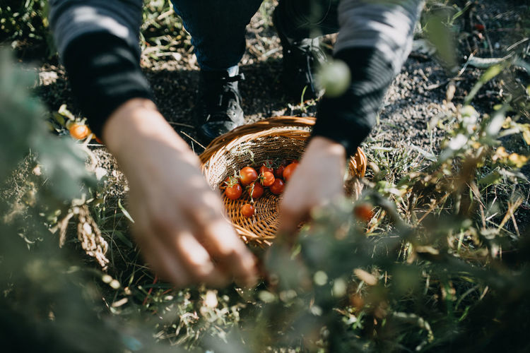 Woman picking tomatoes