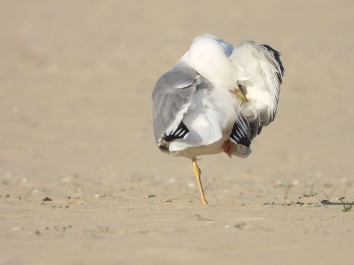 View of seagull on one leg on beach