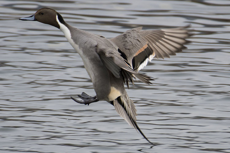 Close-up of gray heron by lake