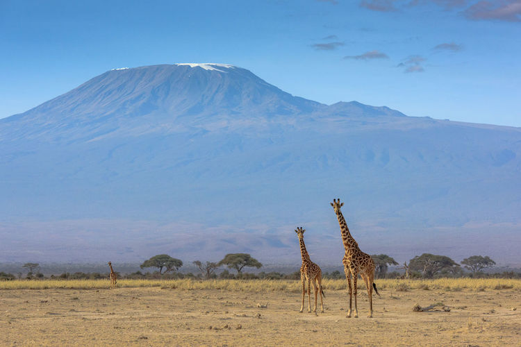 Giraffes on field against mountains