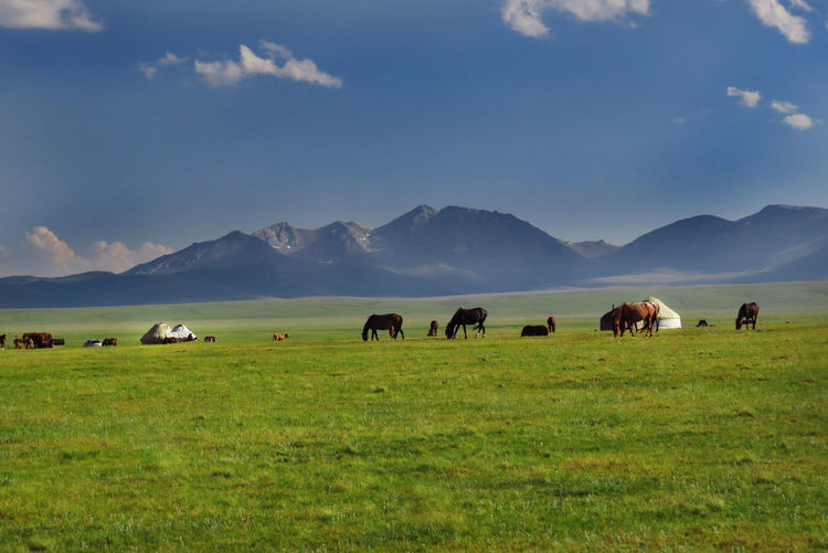 Horses grazing on field against blue sky