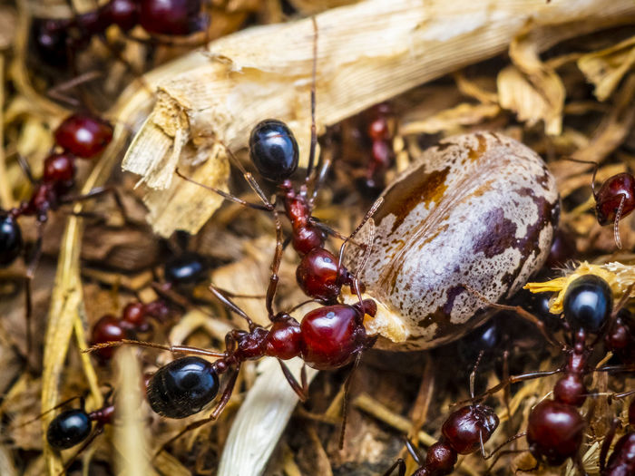 Macro-photo of red ants fraging for food