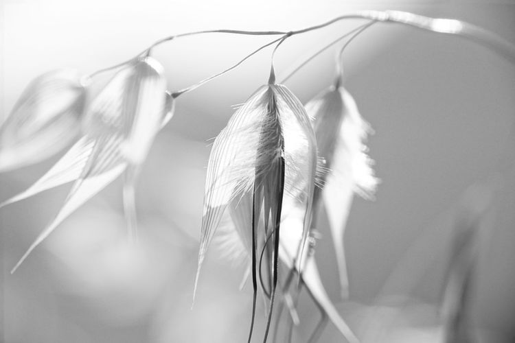 Close-up of feather hanging