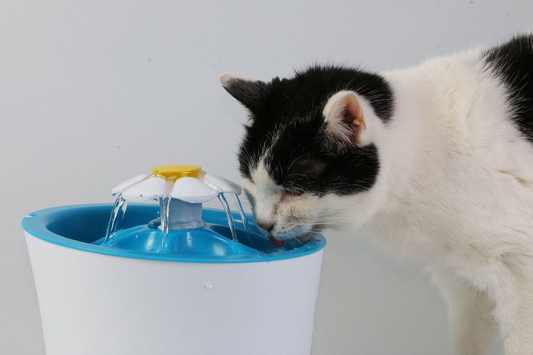 Close-up of a cat drinking from glass