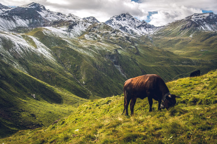 View of a cow on a meadow against snow covered mountains 