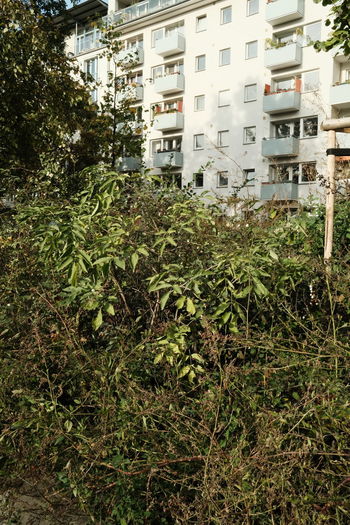 Plants growing outside building