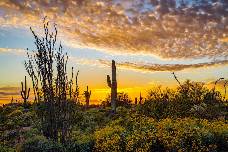 Cactus plants growing on field against sky during sunset