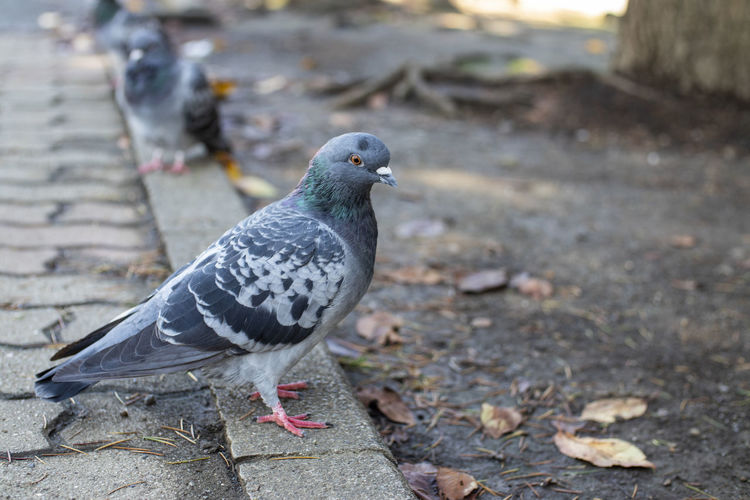 Close-up of pigeon perching in the park.