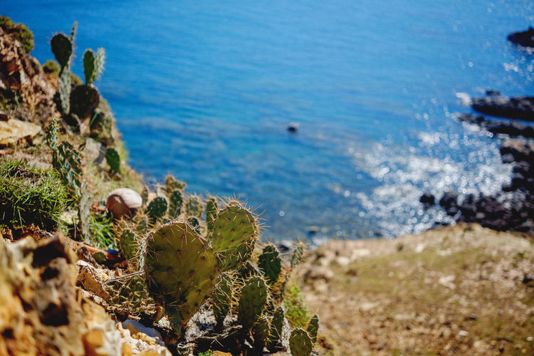 High angle view of cactus on beach
