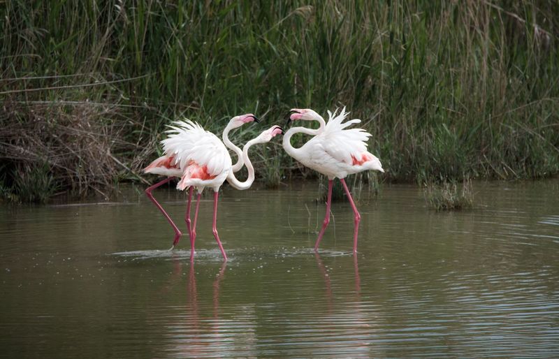 Flamingoes in lake