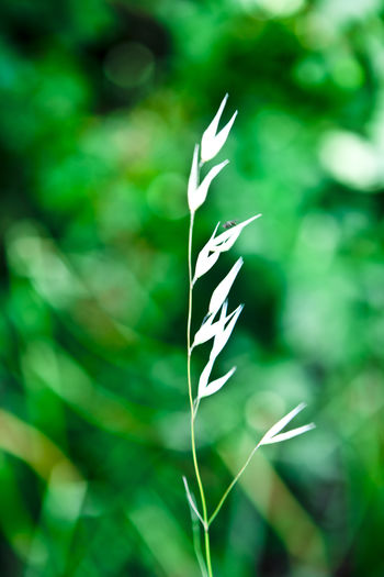 Close-up of white flower