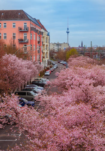Pink cherry blossoms in city against sky