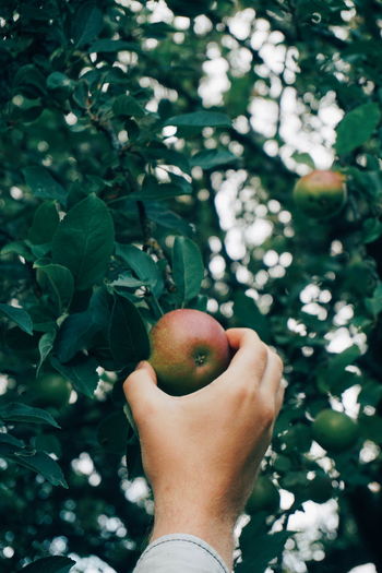 Cropped hand holding growing apple on tree