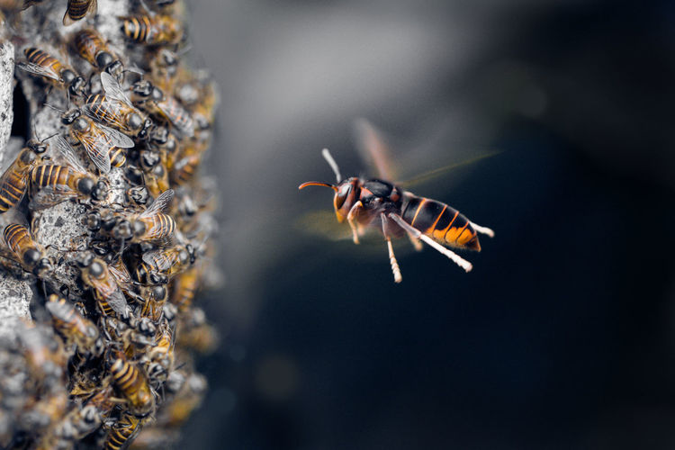 Hornet bee attack the honey bees
