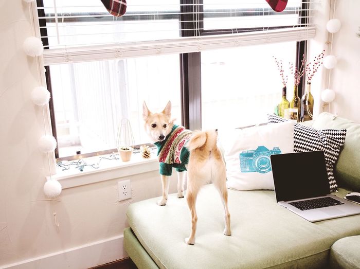 Portrait of dog standing at home