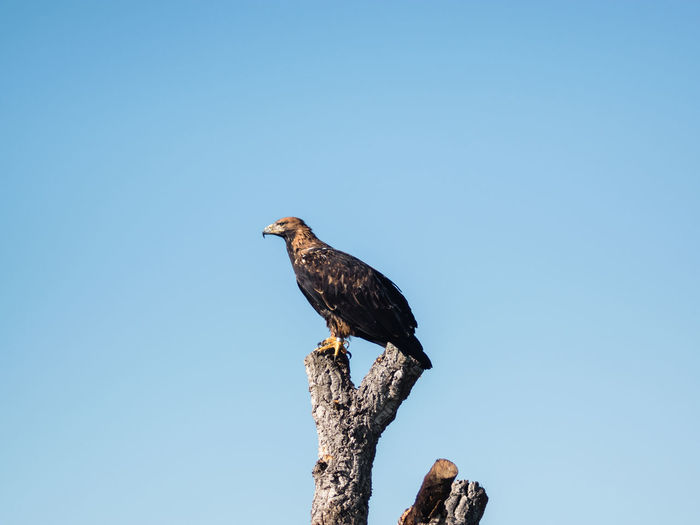 A beautiful falconry imperial eagle during an exhibition in cádiz