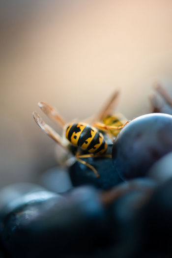 Close-up of bee on fruit