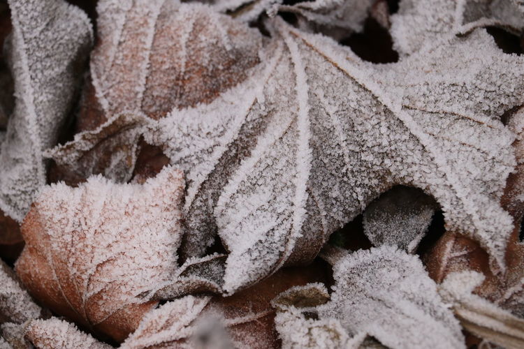 frost