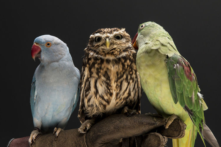 Cropped image hand holding parrots and owl against black background