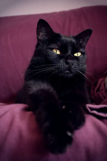 Close-up portrait of black cat lying on bed