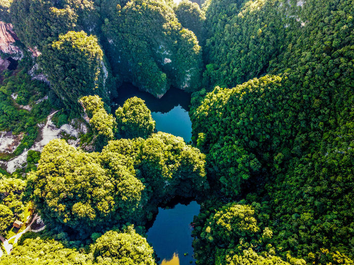 High angle view of plants growing in forest
