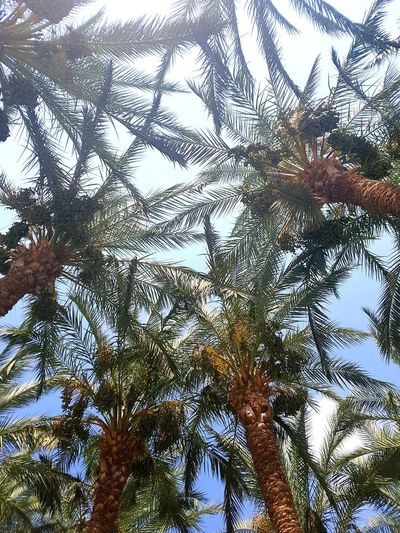 Low angle view of palm trees against clear sky