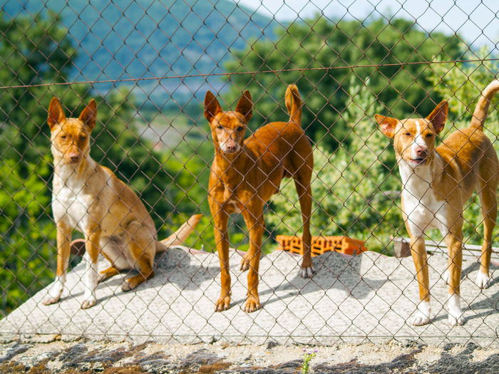 Dogs behind chainlink fence