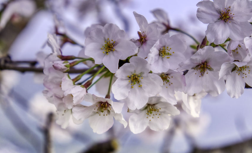 Close-up of fresh white cherry blossoms in spring