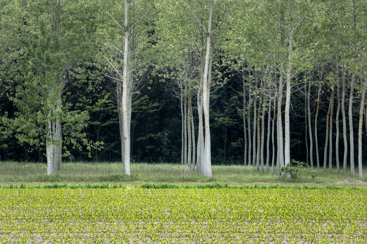 Trees by field