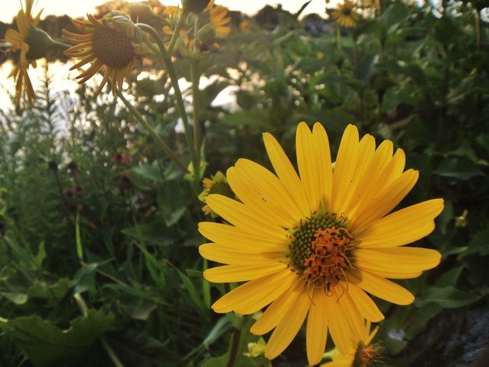 Close-up of yellow flower