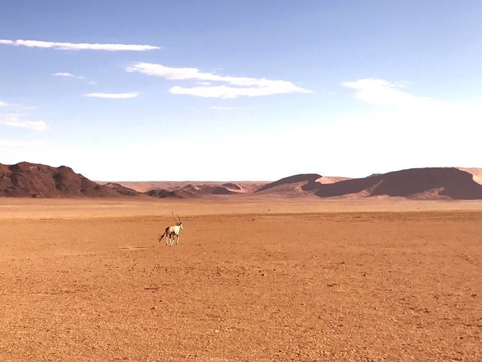View of a desert with oryx