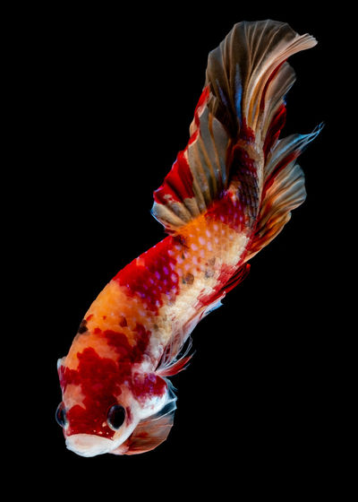 Close-up of fish swimming in sea