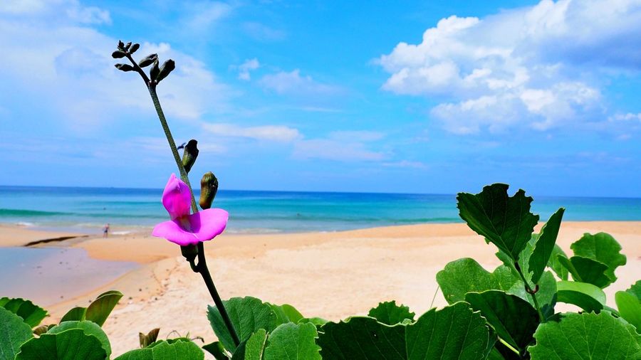 Pink flowering plant on beach against sky